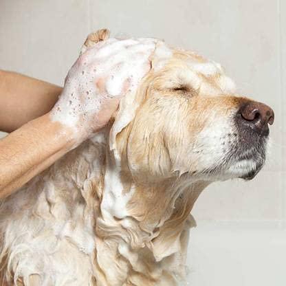Anti-Itch Dog Shampoo|Ditch to Itch 300ml Pack of 2